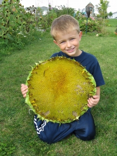 Jack's Giant Sunflower Head